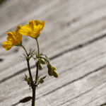 A single weed growing up through a hole in a wooden board for post about how caregivers conquer being lonely or jealous